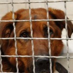 Hundehölle in Apulien