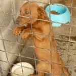CICTO - Kampf gegen die Hundhölle in Apulien