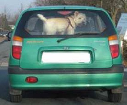 Tierschutz - Hitzetod im Auto