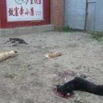Quelle: IFAW.de - Massentötung von Hunden in China