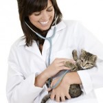 Online Doc mit Kätzchen - Foto: fotolia