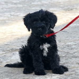 First Dog Bo ist ein portugiesischer Wasserhund