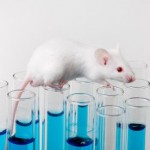 Labormaus - Tierversuche - Laboratory Mouse / © iStockphoto